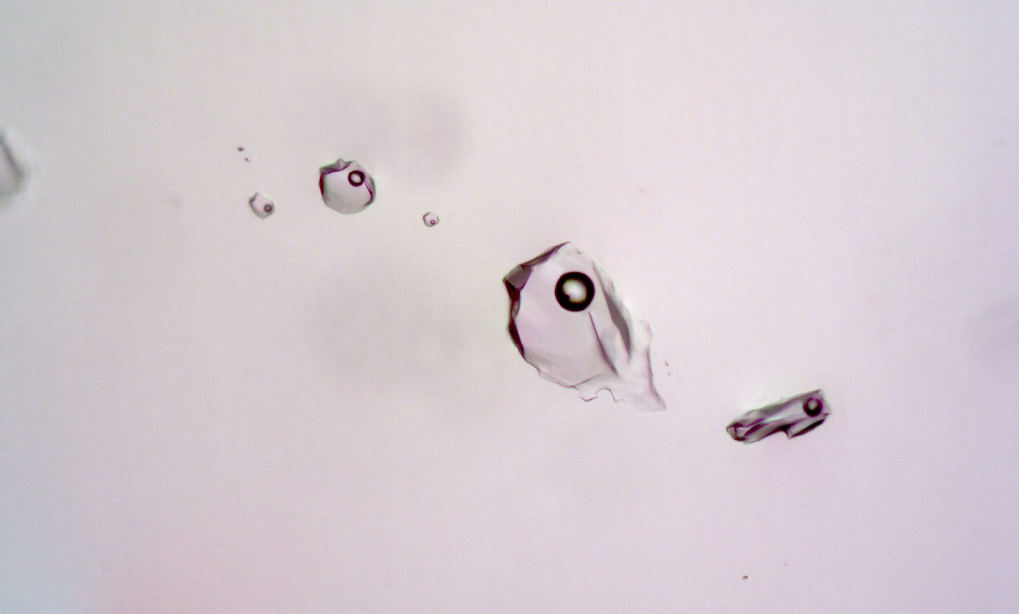Fluid inclusions image 6